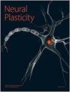 点击查看Neural Plasticity